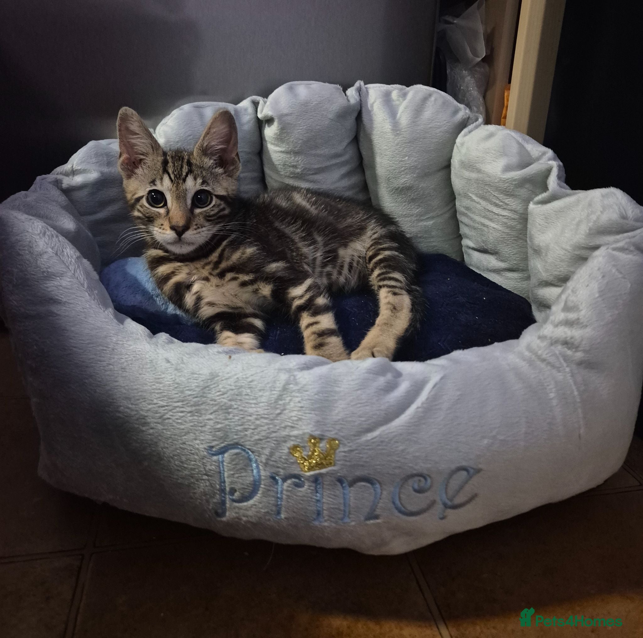 Bengal cats Male Half Bengal Kitten Microchipped, Wormed,flead - Advert 3