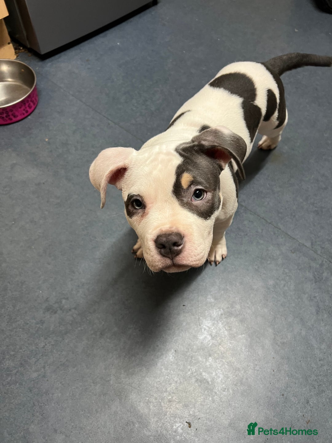 American Bully dogs for sale: Pocket Bully puppy GIRL - FOR SALE - Advert 9