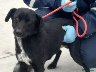 Mixed Breed dogs 🐾 BENJI - Lurcher Type Boy Ready to Belong ❤️ - Advert 11