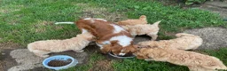 Cavapoo dogs for sale: Absolutely gorgeous Cavapoo puppies  in Umberleigh - Advert 7