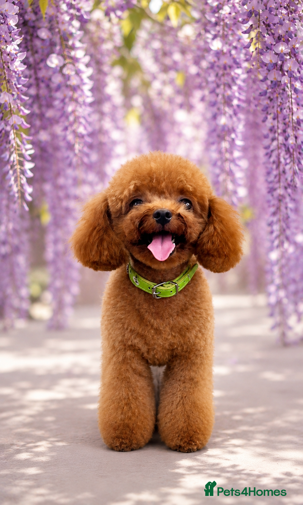 Miniature Poodle dogs Asian Toy Poodle - TEDDYCUP - Advert 4