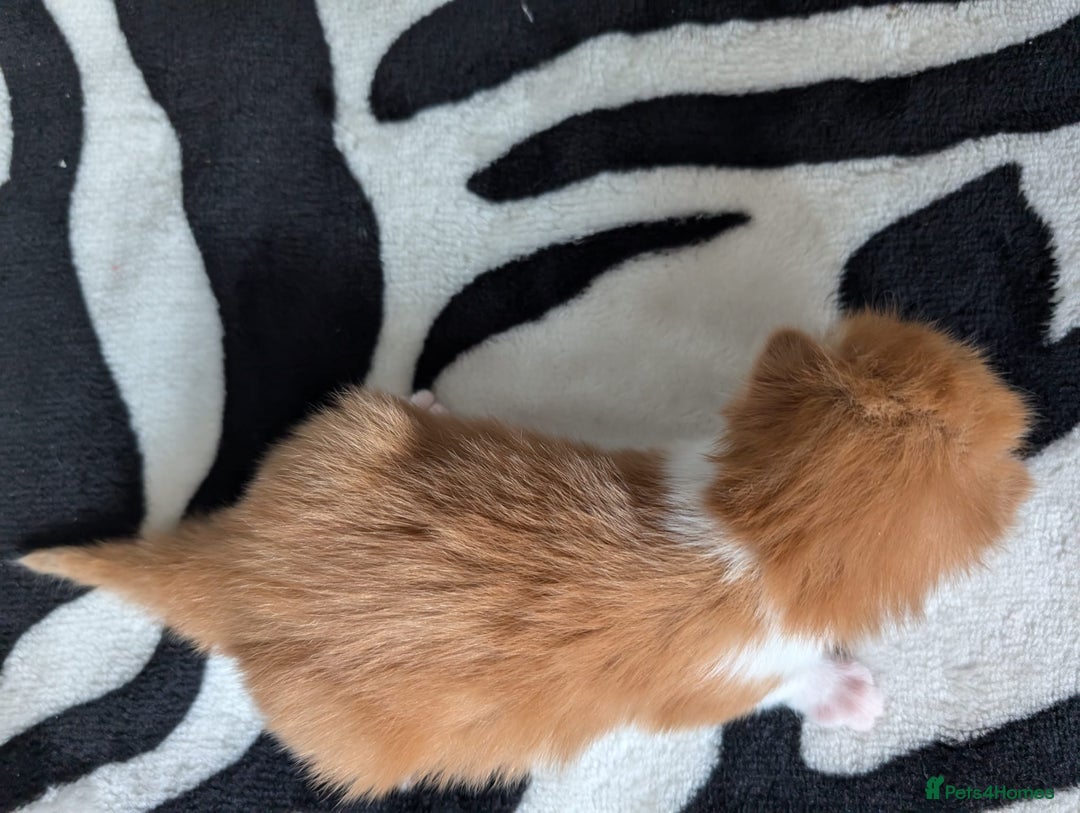 Mixed Breed cats for sale: Kittens  - Image 6