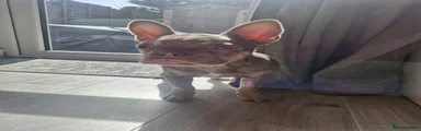 French Bulldog Puppy 1