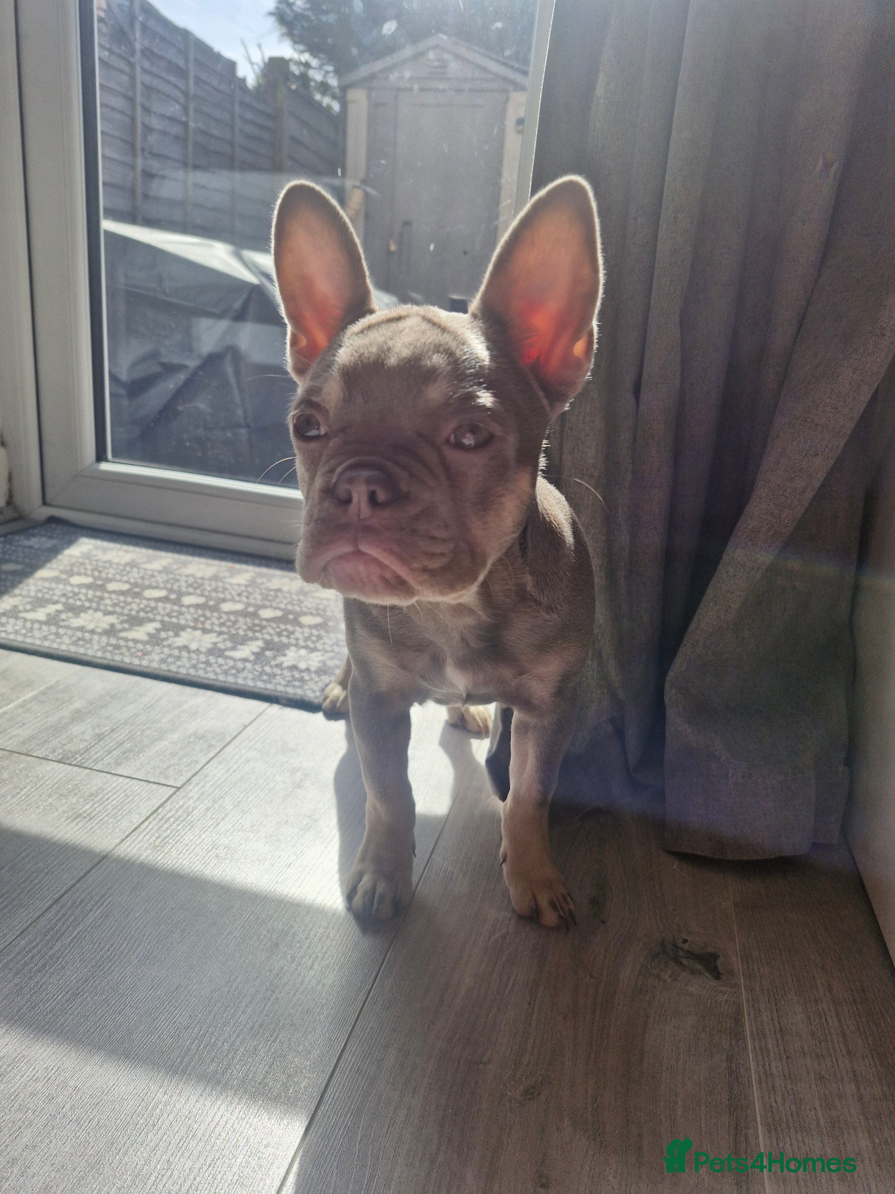 French Bulldog dogs for sale: French bulldog female in Ashford - Advert 3