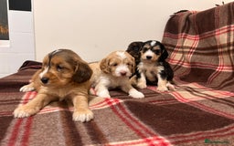 Cockapoo dogs for sale: stunning toy cockapoo  - Advert 20