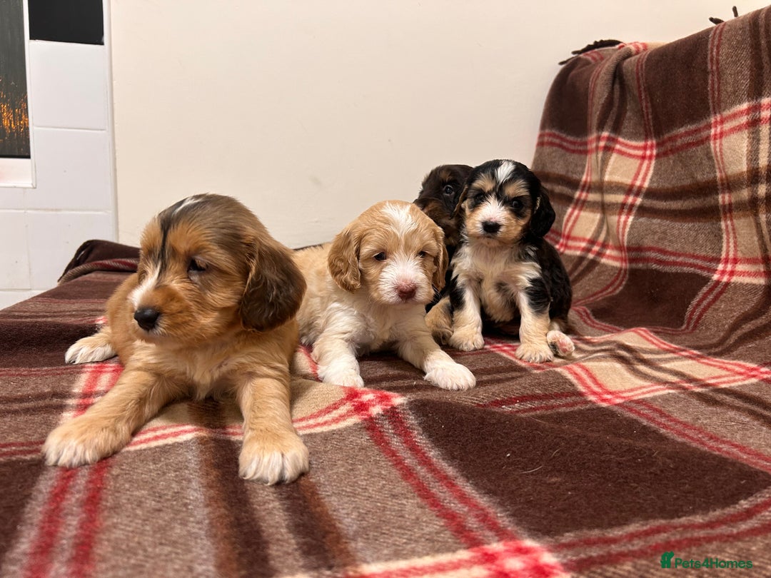 Cockapoo dogs for sale: stunning toy cockapoo  - Advert 20