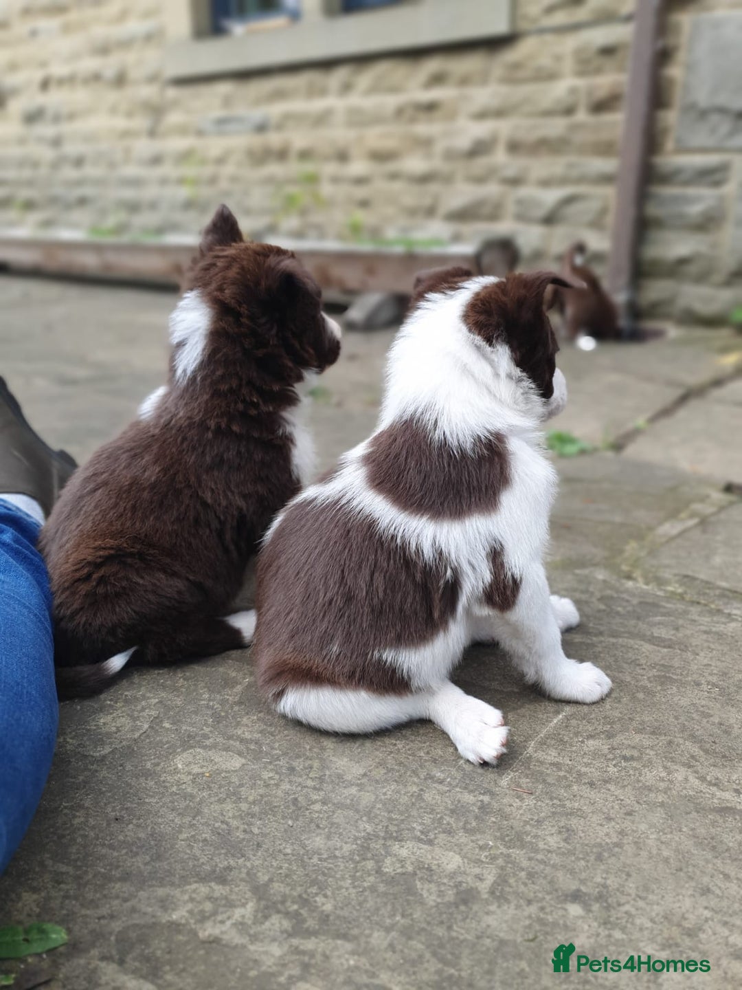Border Collie dogs for sale: Beautiful farmhome bred Red and white Collies - Image 18