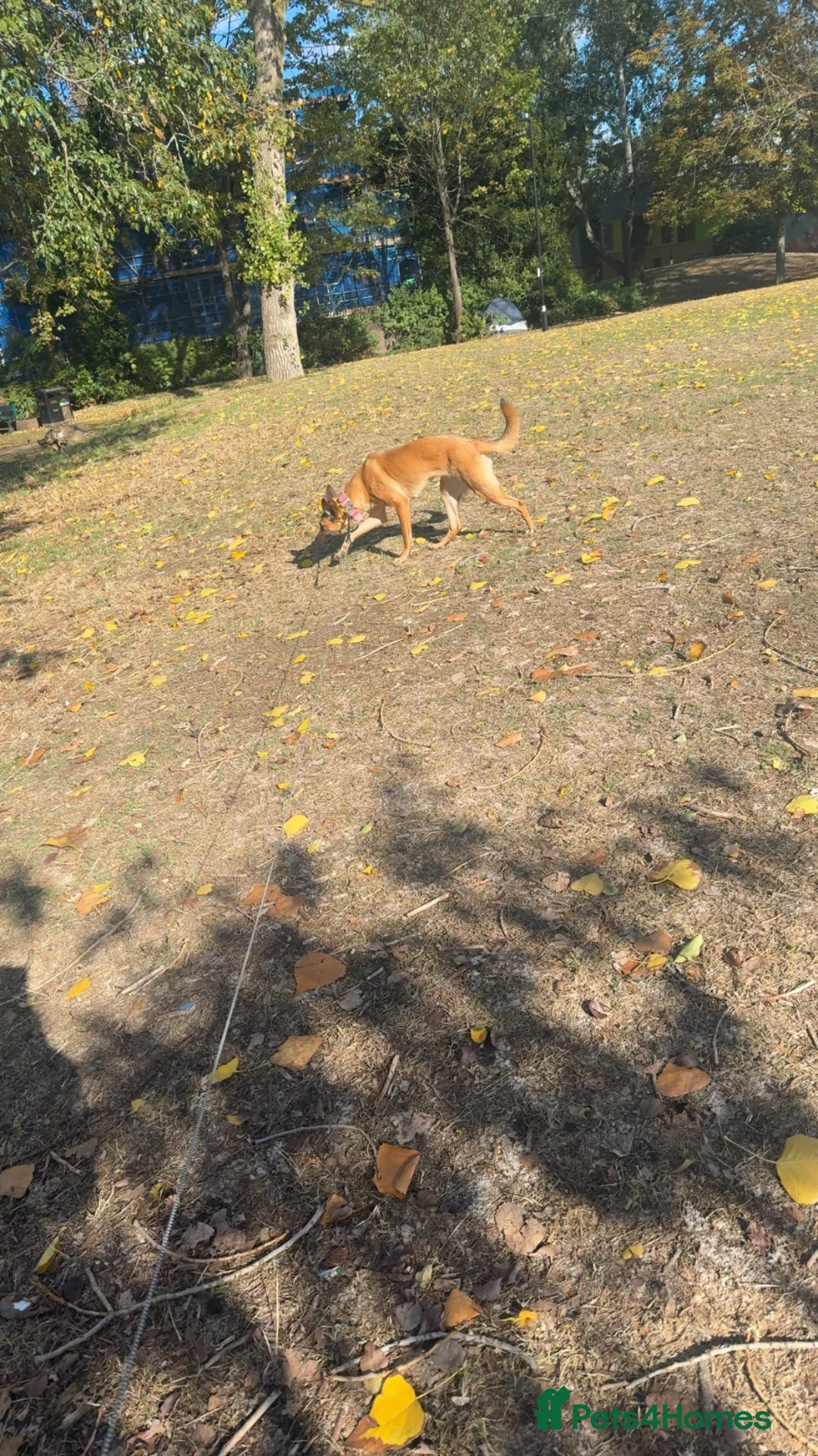 Belgian Shepherd Dog dogs for sale: Belgian mali for sale PLEASE READ!!!! - Advert 1