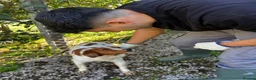 Brittany Spaniel dogs for adoption: Wally - Advert 4
