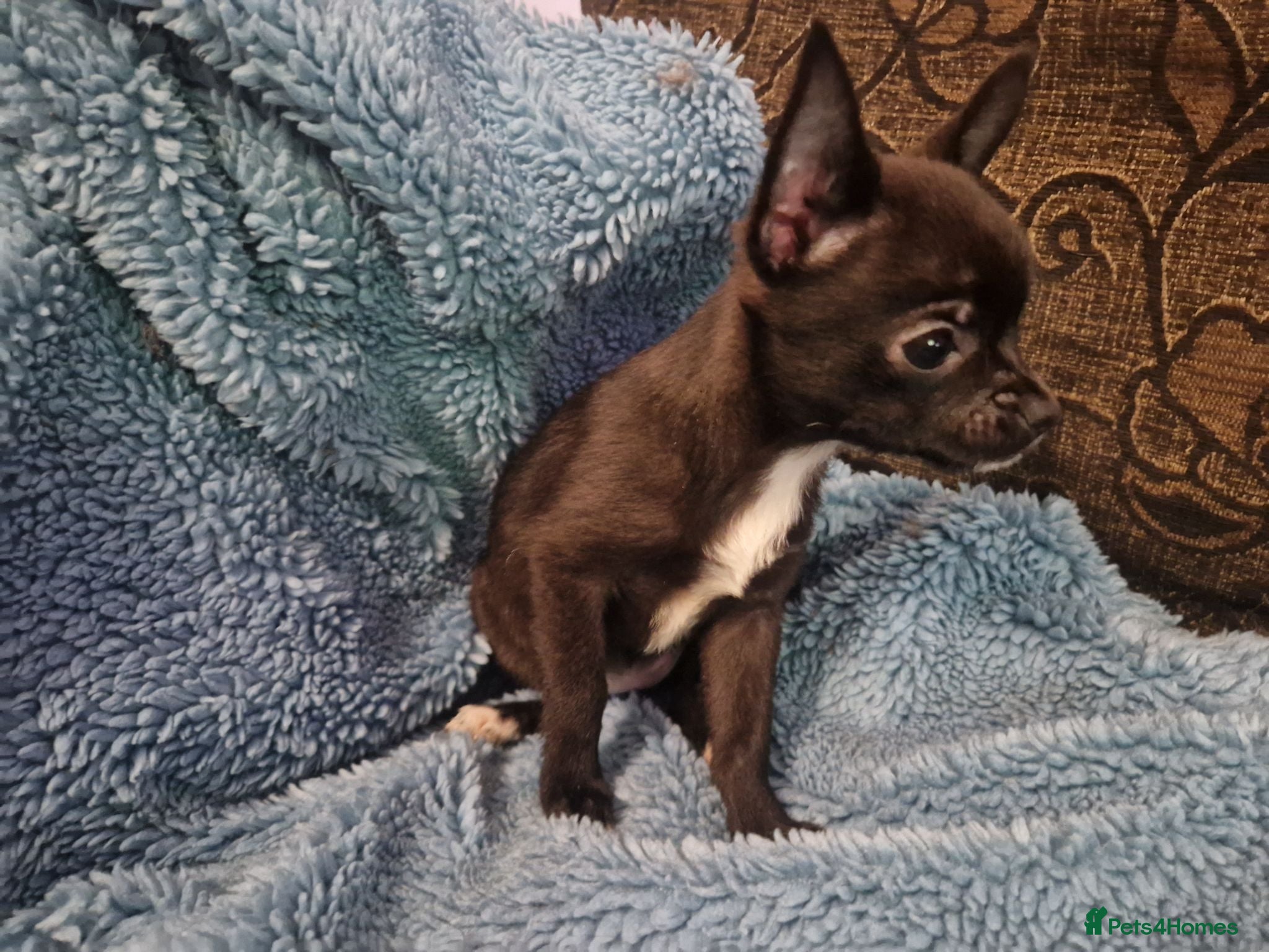 Chihuahua dogs 1 girl left dark brown/black chihuahuas  - Advert 2