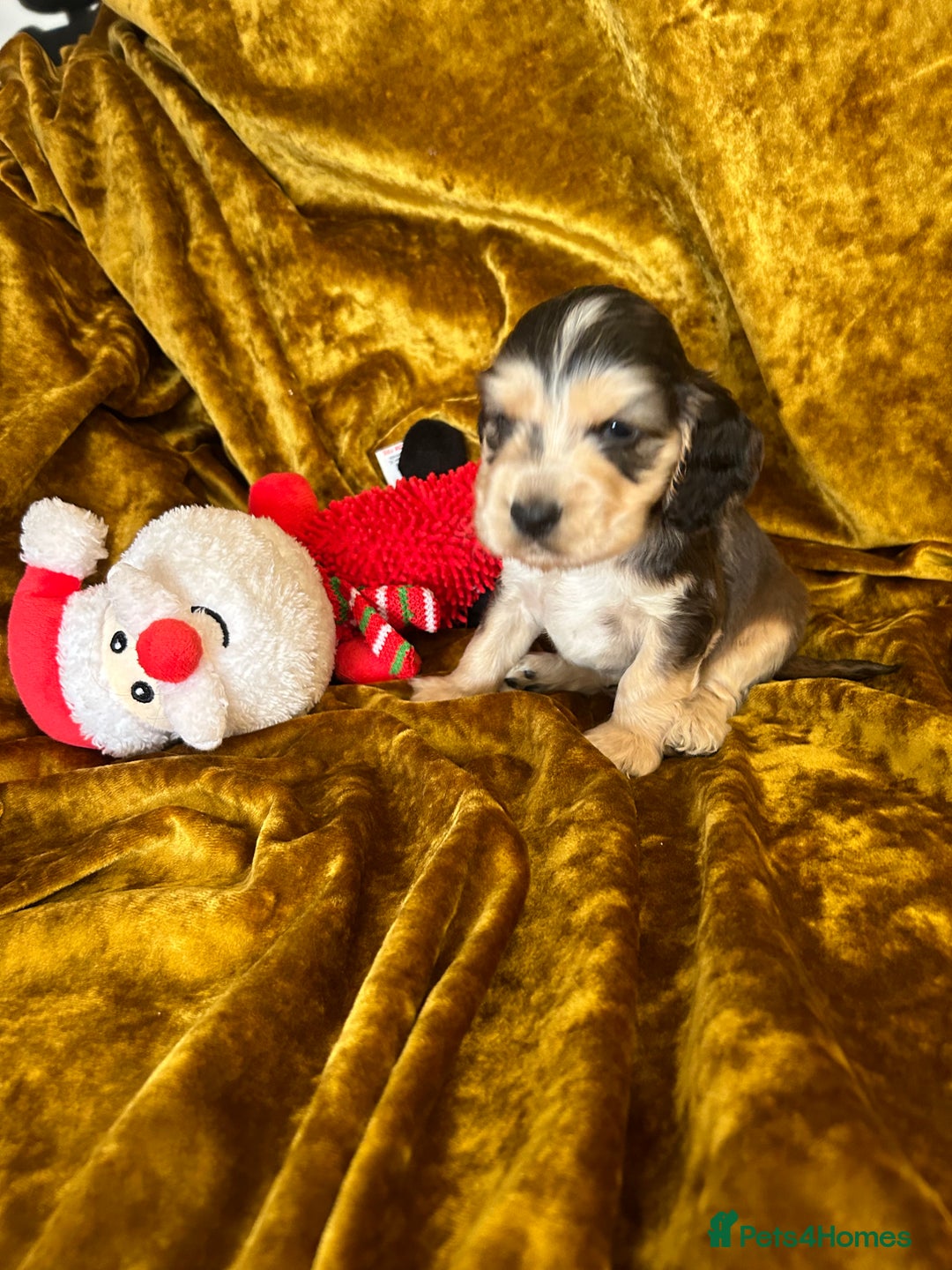 Cocker Spaniel dogs for sale: KC registered, health tested, Show cocker spaniels - Advert 29