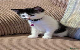 Domestic Shorthair cats for sale: Domestic Shorthair Female Kitten Available Now in Salisbury - Image 3