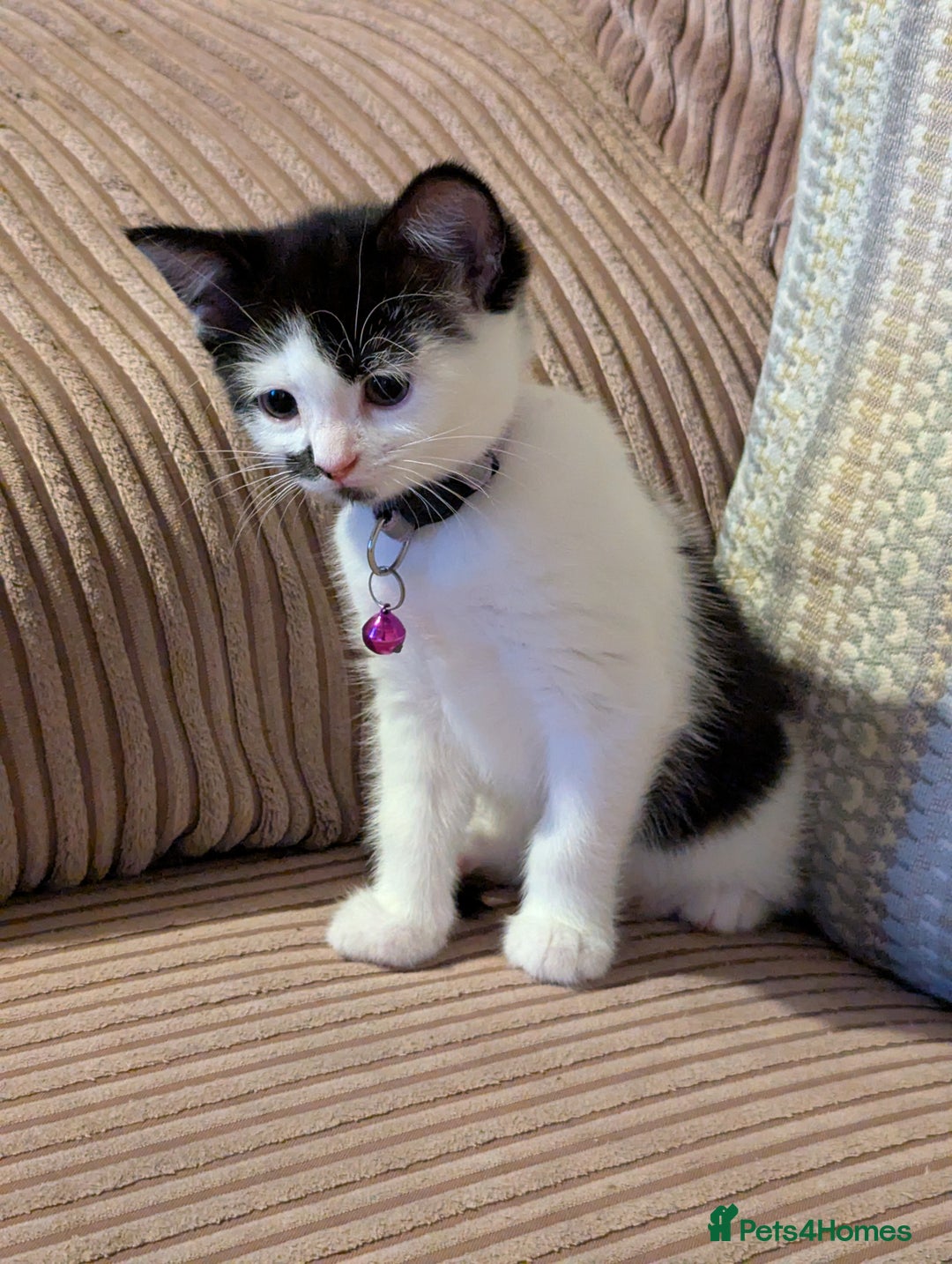 Domestic Shorthair cats for sale: Domestic Shorthair Female Kitten Available Now in Salisbury - Image 3