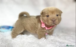 Shar Pei dogs for sale: ⭐️Quality Shar pei puppies for sale⭐️ - Image 31