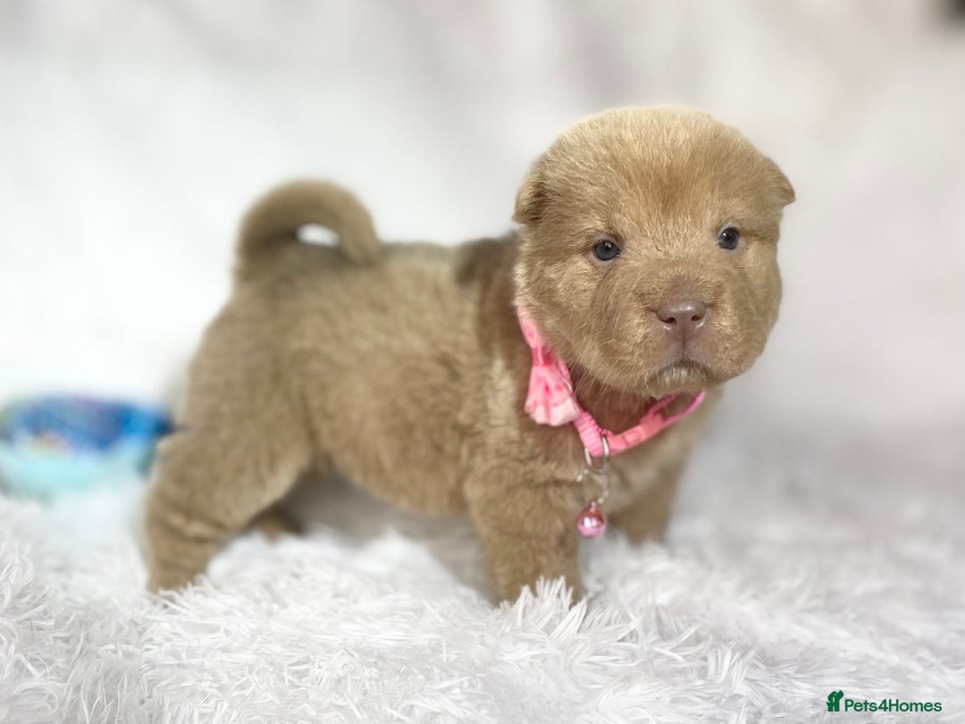 Shar Pei dogs for sale: ⭐️Quality Shar pei puppies for sale⭐️ - Image 31
