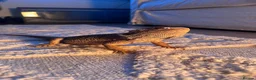 Bearded Dragon reptiles for sale: Female Bearded Dragon  in Salford - Advert 2