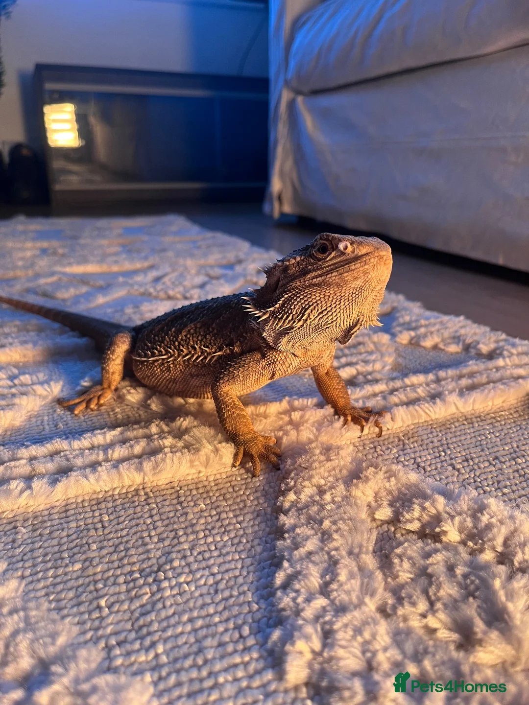 Bearded Dragon reptiles for sale: Female Bearded Dragon  in Salford - Advert 2
