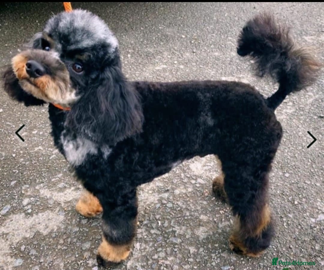 Toy Poodle dogs for sale: merle toy poodle  - Image 3