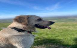 Golden Retriever dogs for stud: Beautiful English Cream Golden Retriever  - Image 4