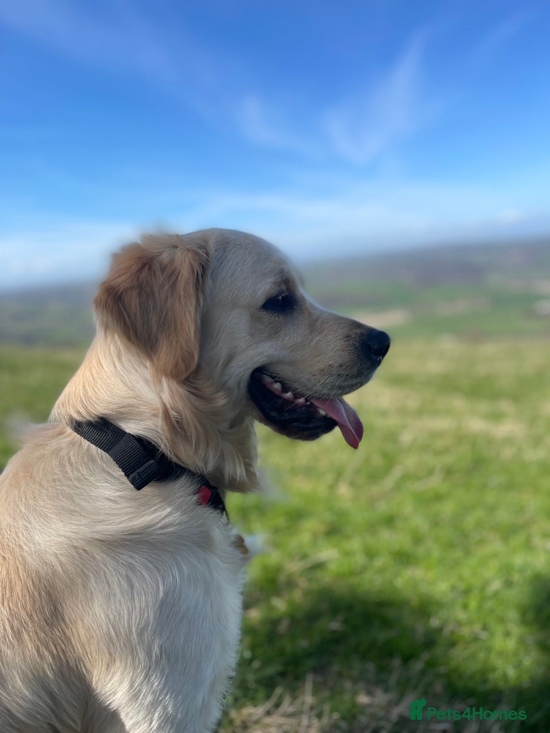 Golden Retriever dogs for stud: Beautiful English Cream Golden Retriever  - Image 4
