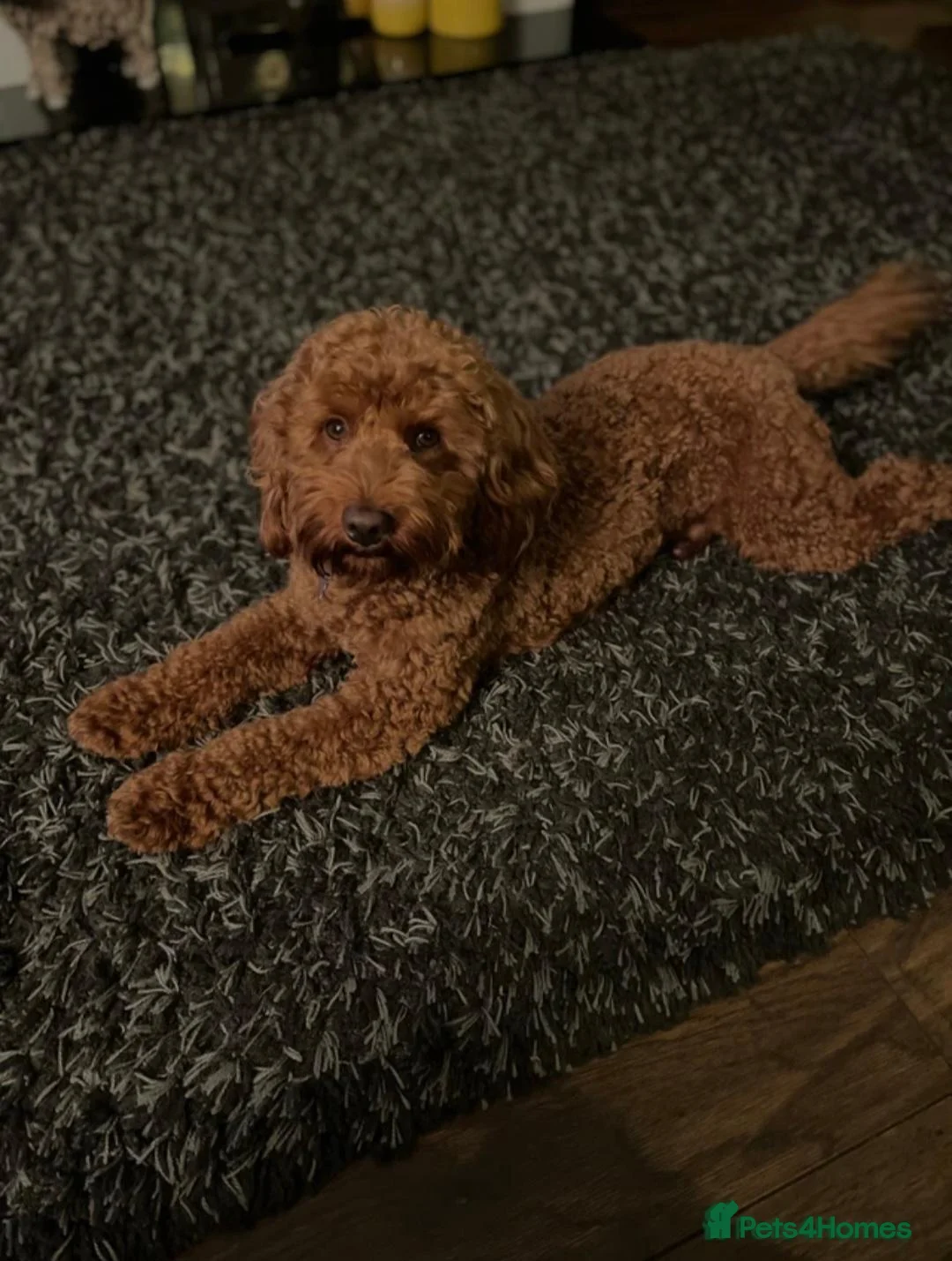 Cockapoo dogs for sale: Beautiful Multigenerational Cockapoo Puppies - Advert 15