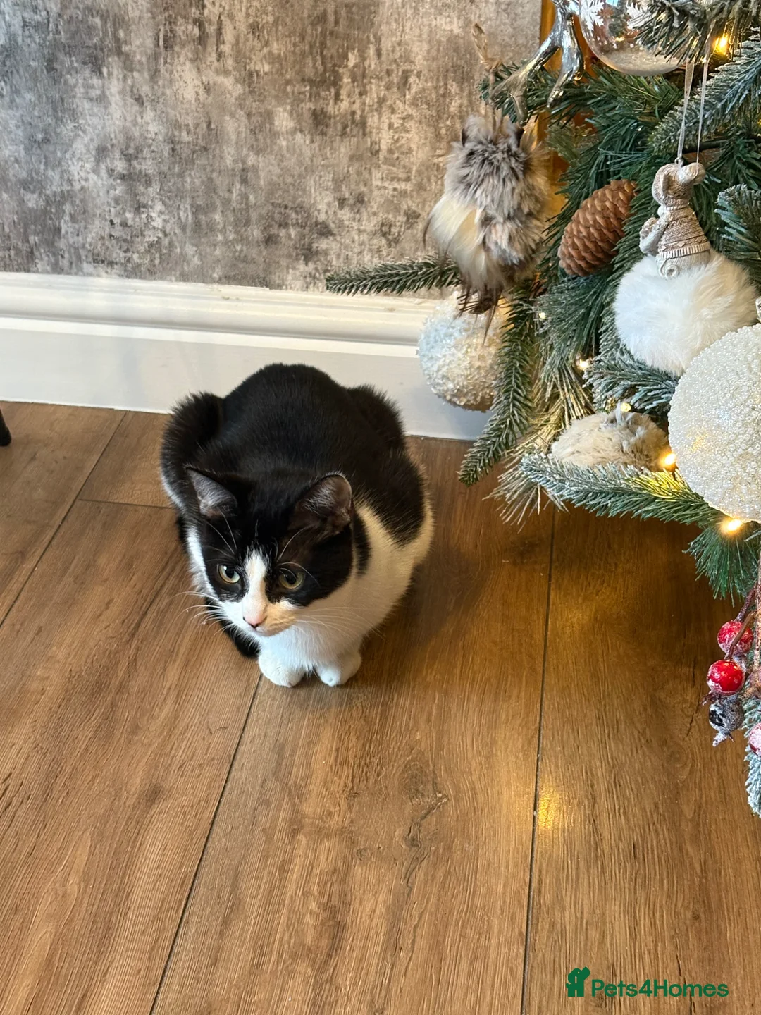 Ragdoll cats for sale: Beautiful litter of 4 ragdoll kittens for sale  - Advert 1