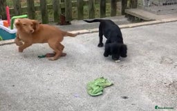 Sprocker dogs for sale: Sprocker pups  - Image 6