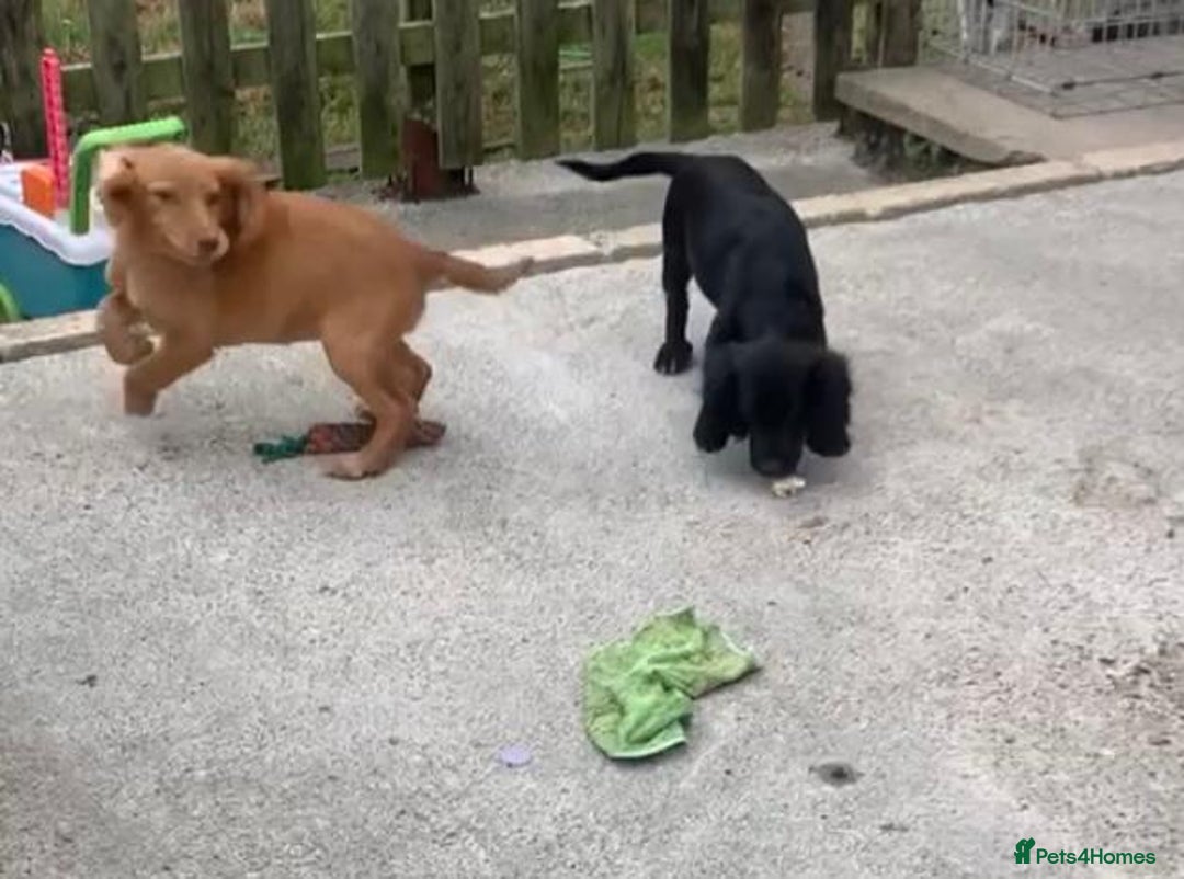Sprocker dogs for sale: Sprocker pups  - Image 6
