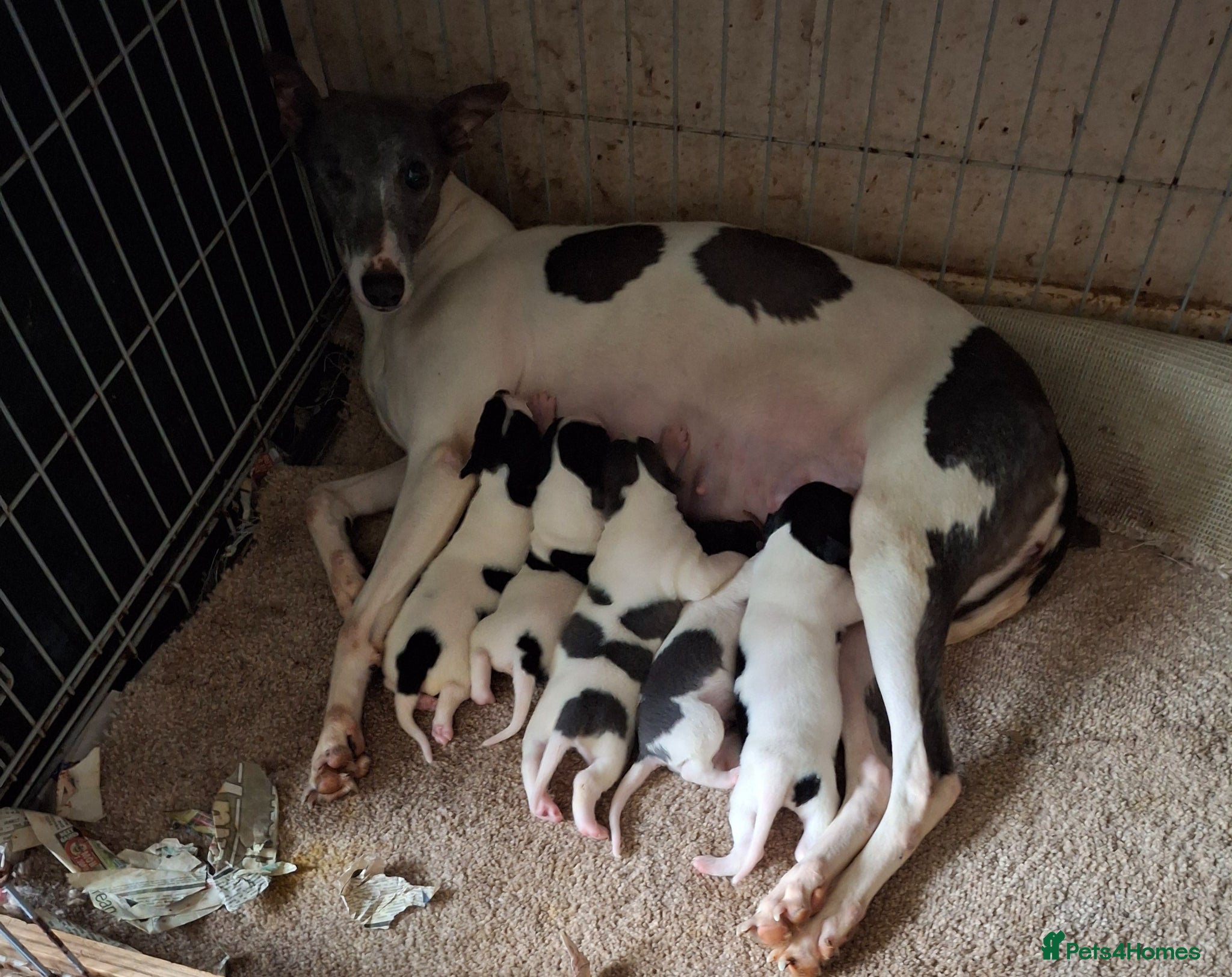 Whippet dogs KC REGISTERED WHIPPETS  - Advert 1