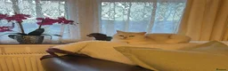 British Shorthair cats for sale: Beautiful mother and daughter British short hairs  - Advert 7