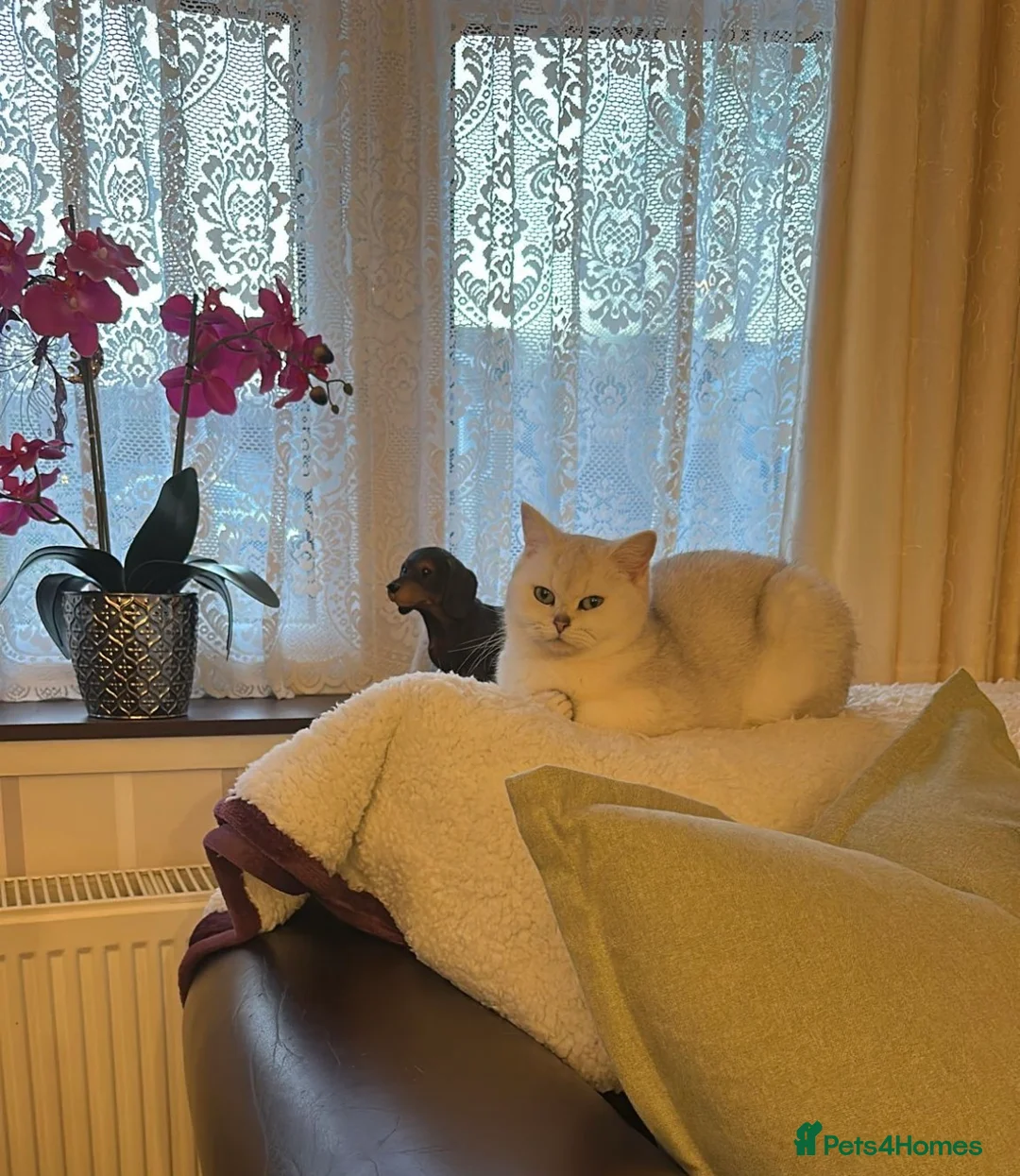 British Shorthair cats for sale: Beautiful mother and daughter British short hairs  - Advert 7
