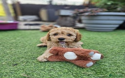 Cavapoo dogs for sale: Male cavapoo - Image 5