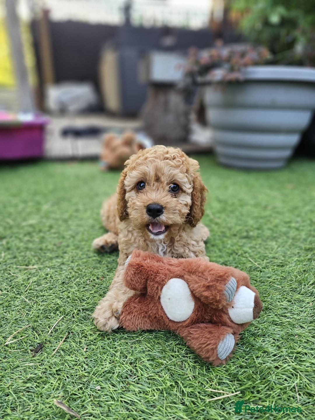 Cavapoo dogs for sale: Male cavapoo - Image 5