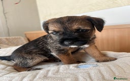 Border Terrier dogs for sale: Border Terrier Puppies - Ready now 🐾  - Image 32