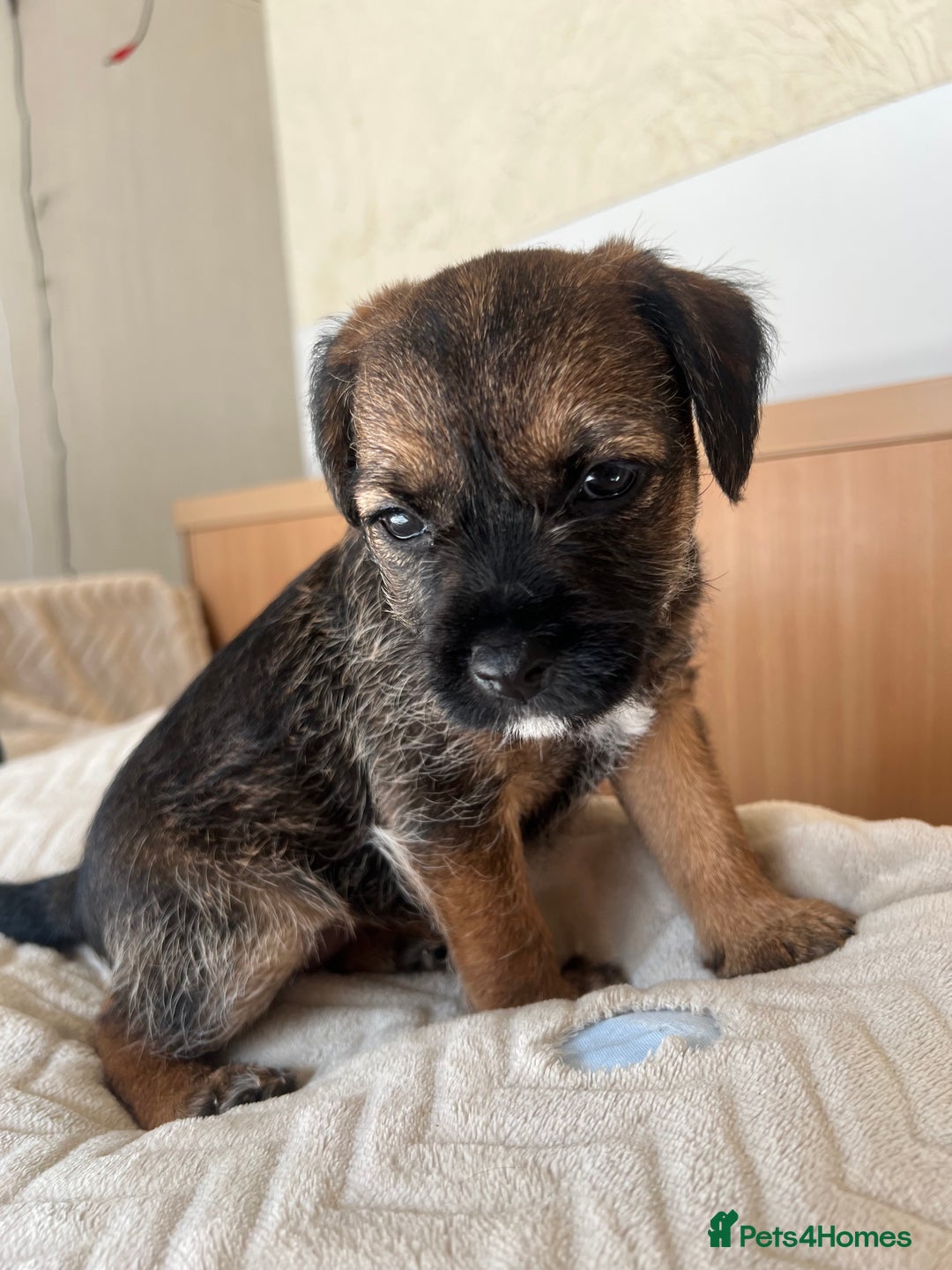 Border Terrier dogs for sale: Border Terrier Puppies - Ready now 🐾  - Image 32
