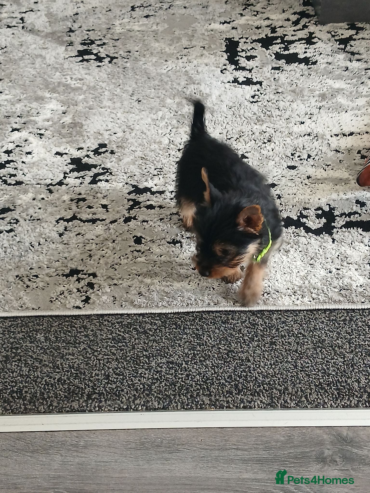 Yorkshire Terrier dogs Yorkshire Terrier Puppy - Advert 2