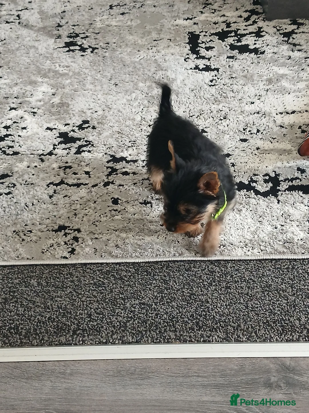 Yorkshire Terrier dogs for sale: Yorkshire Terrier Puppy - Advert 2