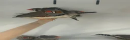 Mixed Breed birds for sale: Various Stunning Birds Available  - Advert 19