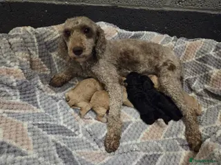 Miniature Poodle dogs Kc Registered Miniture Poodle - Advert 1