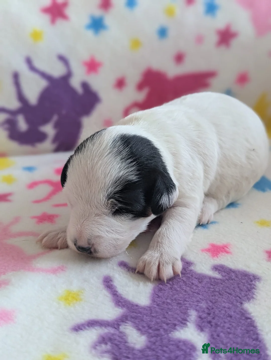 Jackapoo dogs for sale: Stunning Jackapoo girls  - Advert 2
