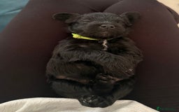 Miniature Schnauzer dogs for sale: Beautiful litter of Miniature Shnauzers  - Image 6