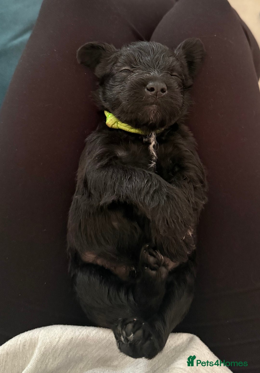 Miniature Schnauzer dogs for sale: Beautiful litter of Miniature Shnauzers  - Image 6
