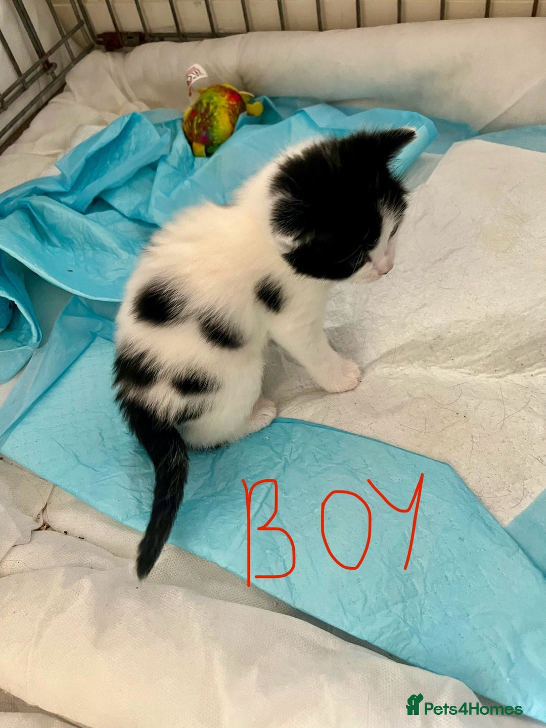 Mixed Breed cats for sale: 4 Mix Breed Kittens for sale - Image 9