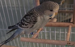 Budgerigars birds for sale: Budgie for sale  - Image 1
