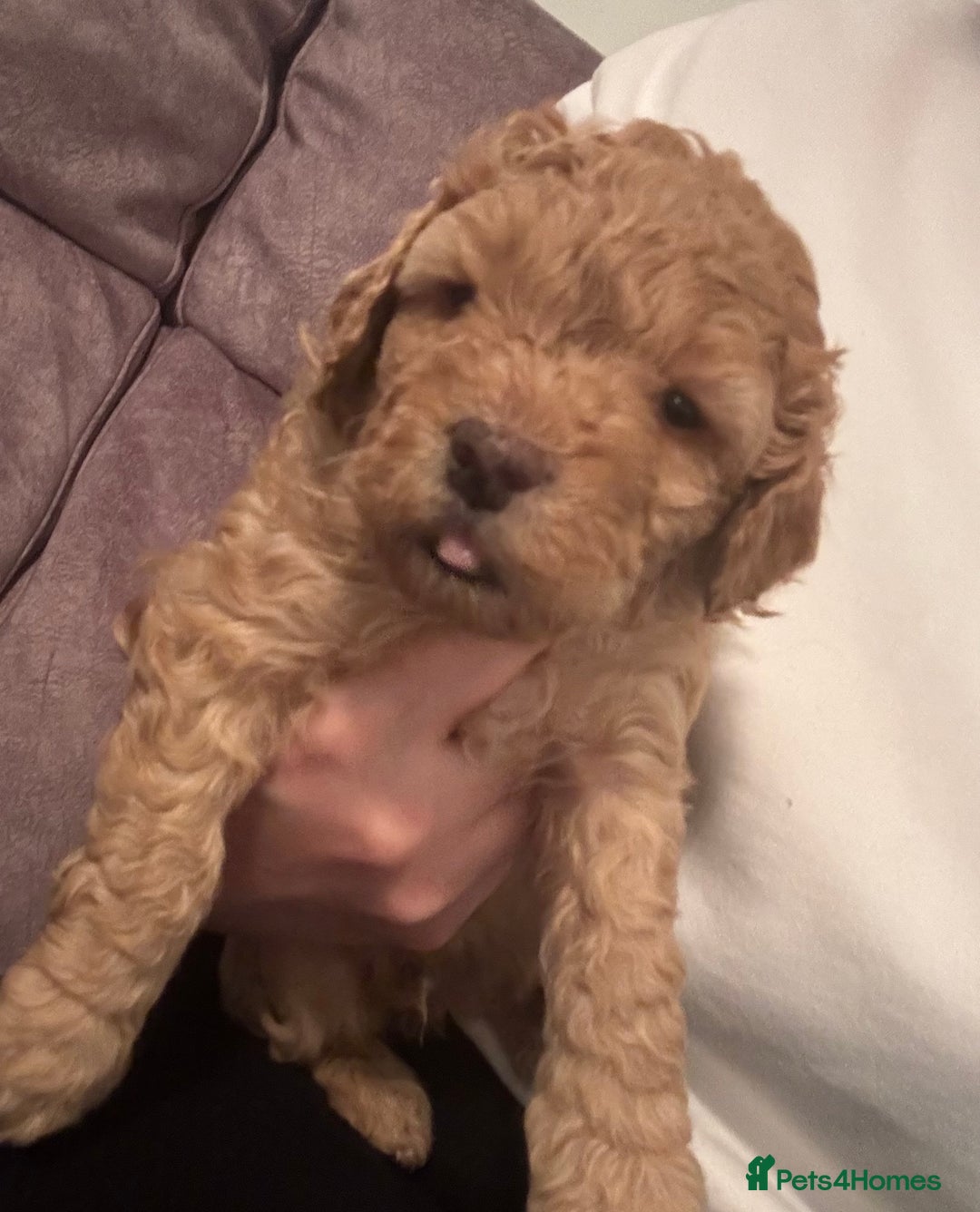 Cavapoo dogs for sale: Beautiful Cavapoo Puppies - Image 6