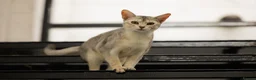 Abyssinian cats for sale: Terrific Toulouse - Advert 10