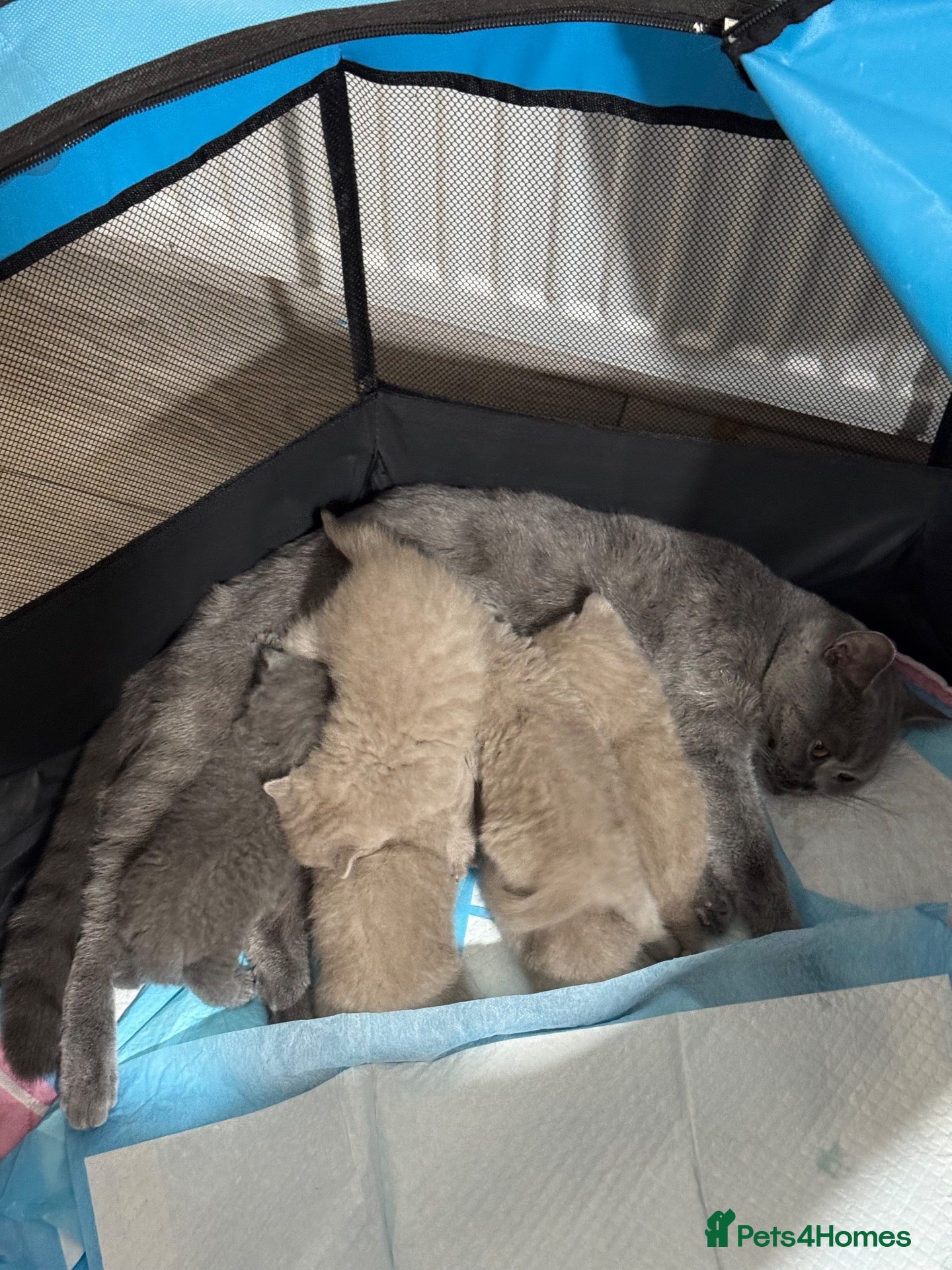 British Shorthair cats for sale: British short hair - Advert 1