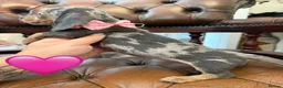 Miniature Dachshund dogs for sale: Elite Miniature Dachshund Litter in Torquay - Advert 7