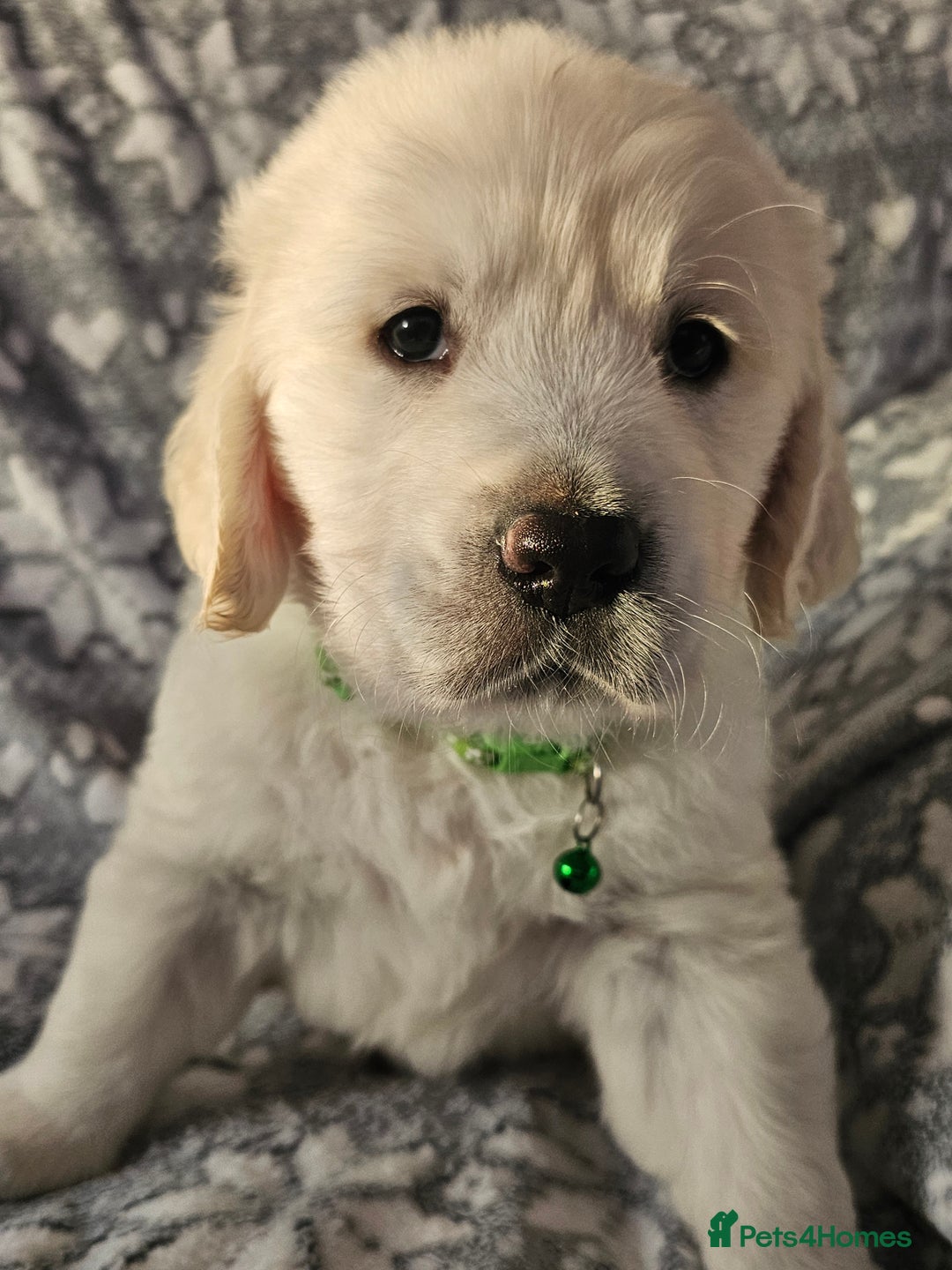 Golden Retriever dogs for sale: Adorable Golden boys for sale  - Advert 4