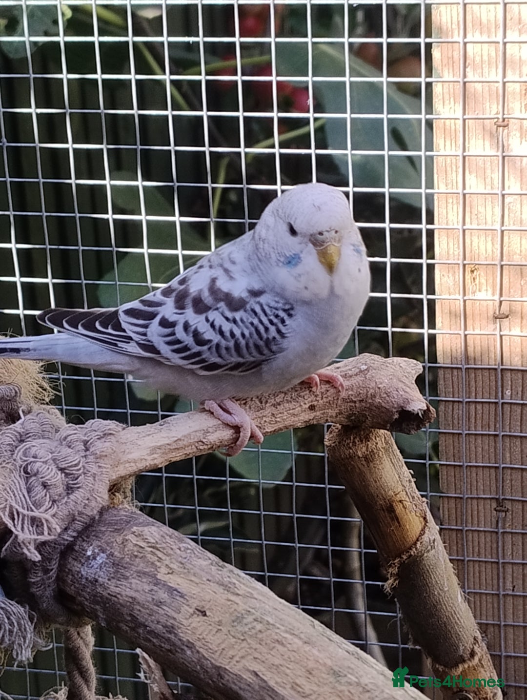 Budgerigars birds for sale: Young budgies, easily tamed - Image 5